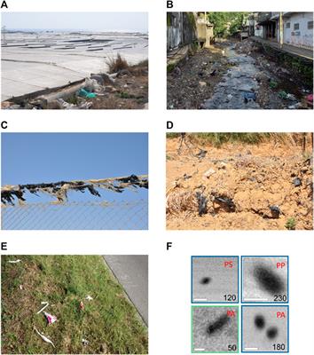 Editorial: Plastics in the environment: Understanding impacts and identifying solutions, volume II